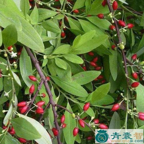 中药材滇缅古柯图片