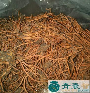 滇豆根的性状性味归经以及功效用法-青囊智