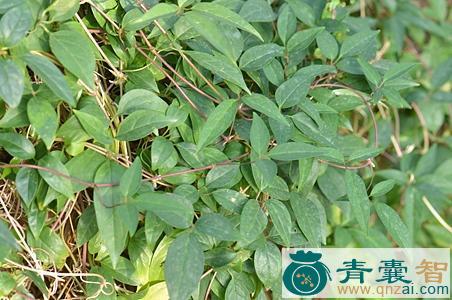 滑藤的性状性味归经以及功效用法和注意事项-青囊智