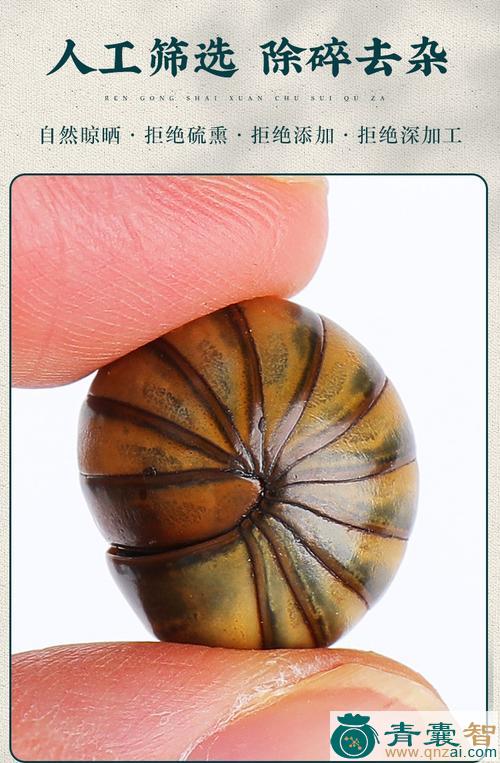 中药材滚山珠图片