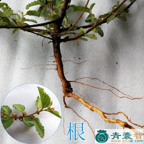 满地毯的性味归经以及功效用法-青囊智
