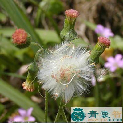 中药材满天飞图片