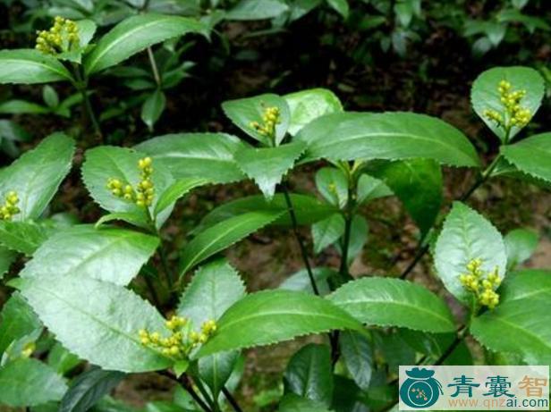 中药材满山香图片
