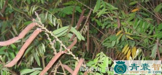 中药材满鼎糊草图片