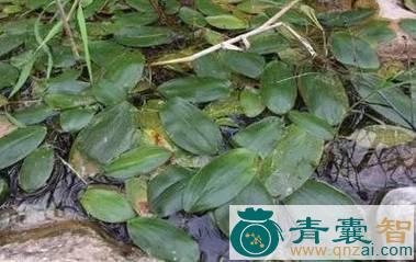 中药材滩板救图片