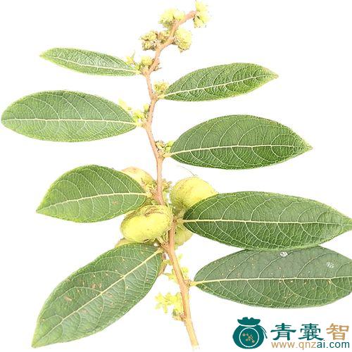 中药材漆大伯图片