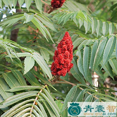 中药材漆树木心图片