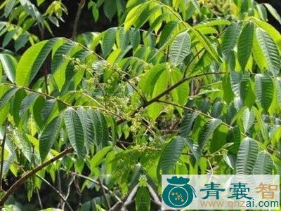 中药材漆树根图片