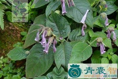 中药材漏斗苣苔图片