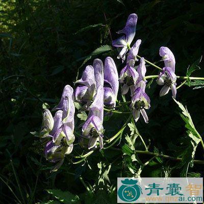 中药材漏篮子图片