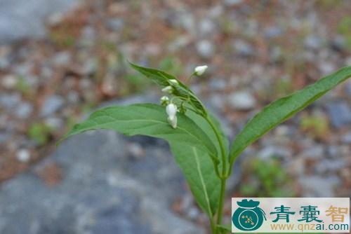 中药材潮风草图片