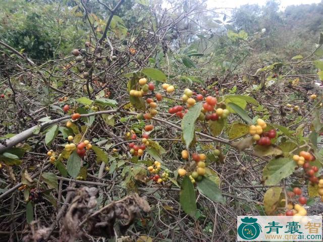 澜沧扁担杆的性味归经以及功效用法-青囊智