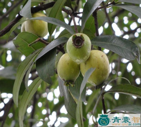 中药材灌木蒲桃图片