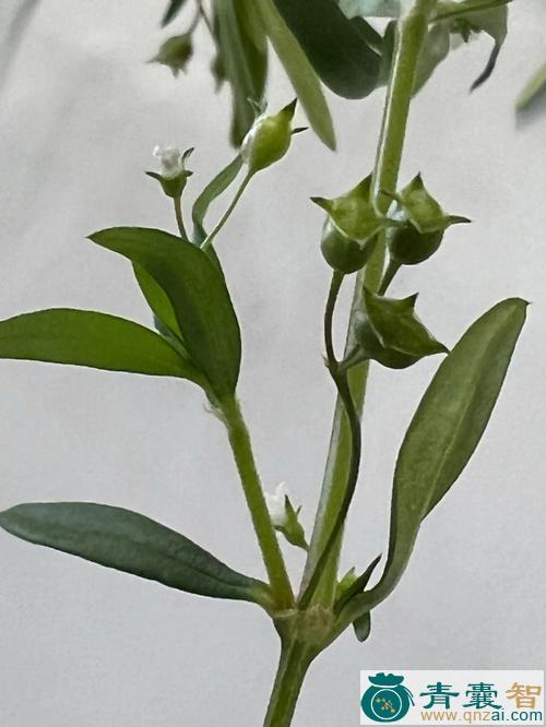 中药材灌耳草图片