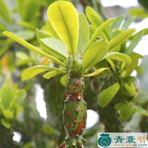 火巷的性状性味归经以及功效用法-青囊智