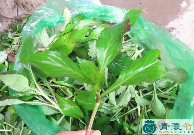 火斋的性味归经以及功效用法-青囊智