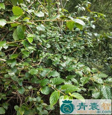 中药材火柴树图片