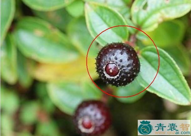 中药材火炭果图片