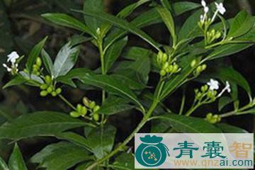 火烙木：万药归家的性状性味归经以及功效用法和注意事项-青囊智