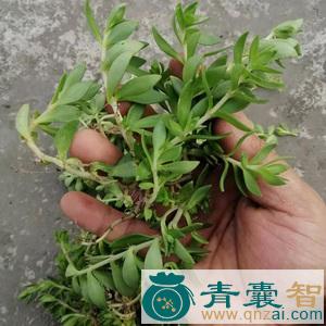 中药材火烫草图片