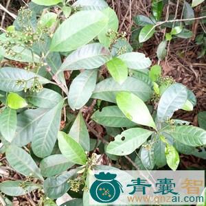 中药材火筒青图片