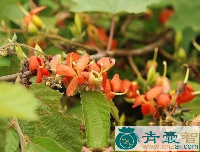 中药材火索木图片