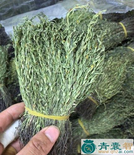 中药材火草杆图片
