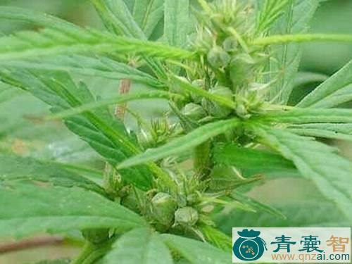 中药材火麻风图片