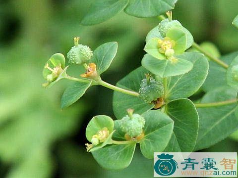 中药材灯台菜图片