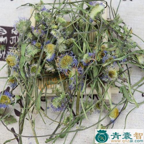 中药材灯盏红花图片