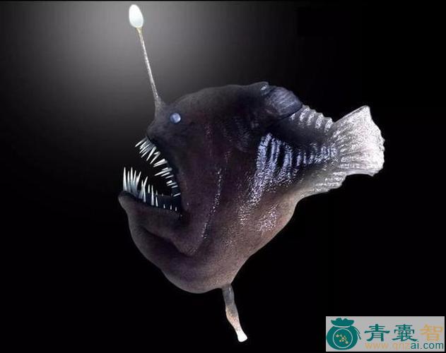 中药材灯笼鱼图片