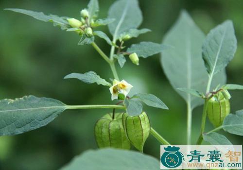 中药材灯龙草图片