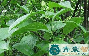 中药材灰叶子图片
