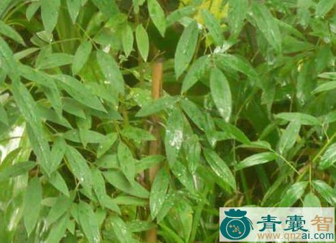 灰叶根的性味归经以及功效用法-青囊智