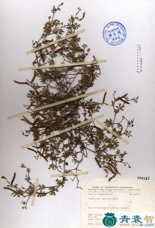 灰毛豆根的性味归经以及功效用法-青囊智