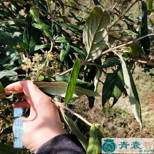 中药材灰猫条图片