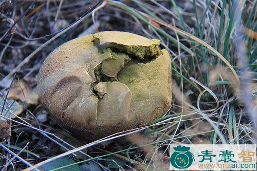 灰菌的性状性味归经以及功效用法和注意事项-青囊智