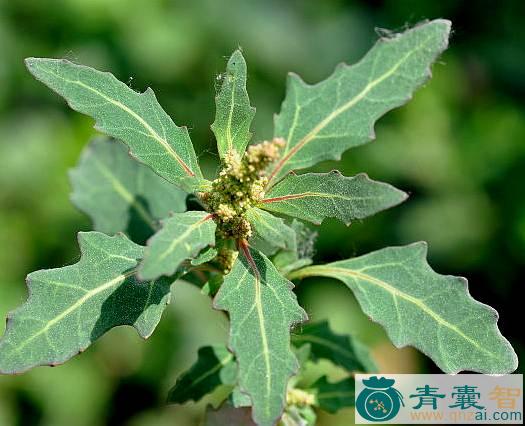 灰蒴的性状性味归经以及功效用法-青囊智