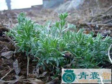 中药材灰蒿图片