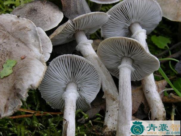 灰蘑的性状性味归经以及功效用法-青囊智