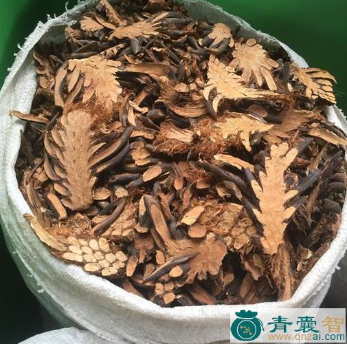 中药材灰贯众图片