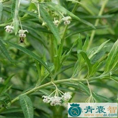 灰钉的性状性味归经以及功效用法-青囊智