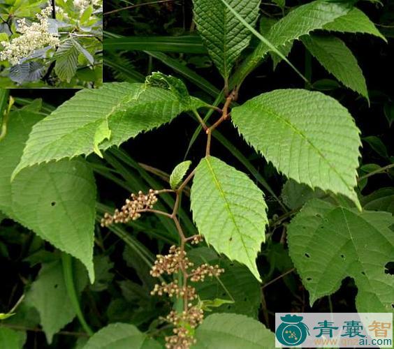 灵寿茨的性味归经以及功效用法-青囊智