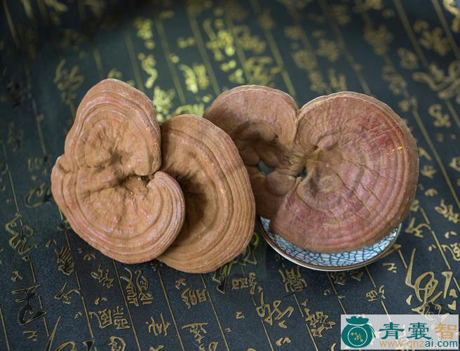 中药材灵芝草图片