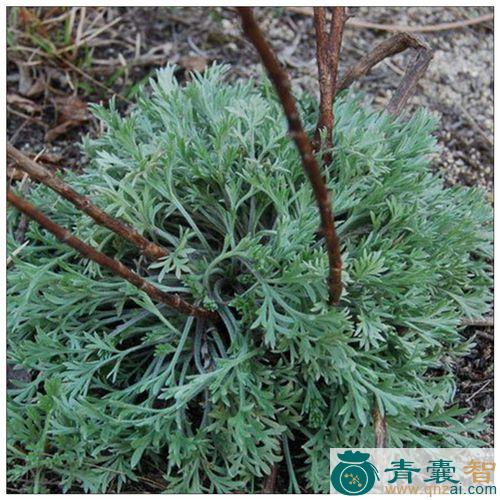 中药材灵茵陈图片