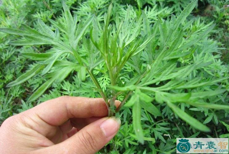 灸草的性状性味归经以及功效用法和注意事项-青囊智