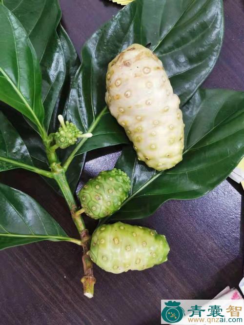 中药材炮掌果图片