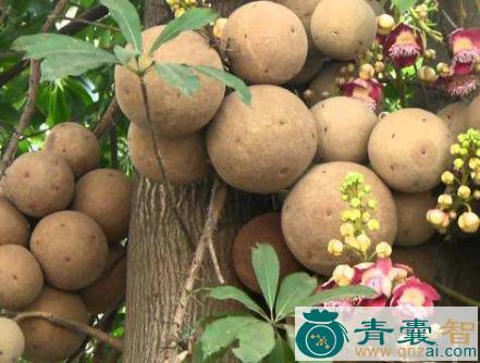 中药材炮筒果图片