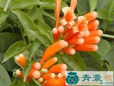 中药材炮胀筒图片