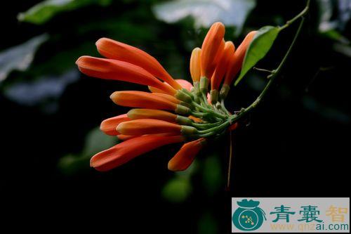 中药材炮胀花图片